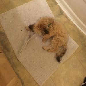 Tan and gold Bebe shoes and super cute romper.