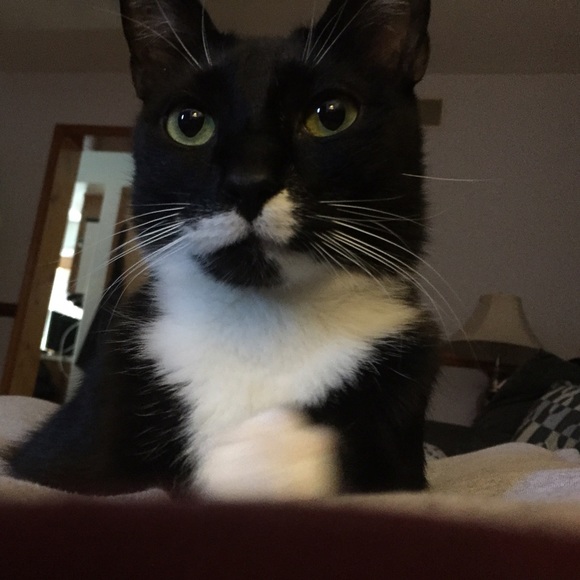 Bundle for kelli_hardwick !! 🐱