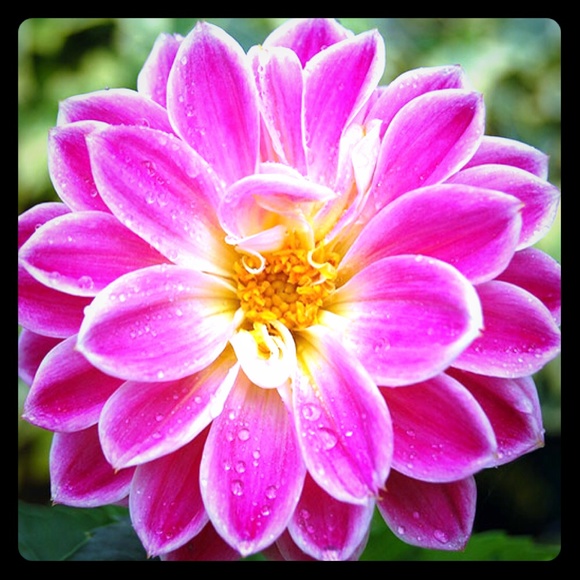 Pearl Statement Necklace for @daj173