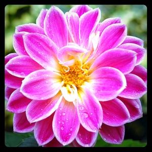 Pearl Statement Necklace for @daj173