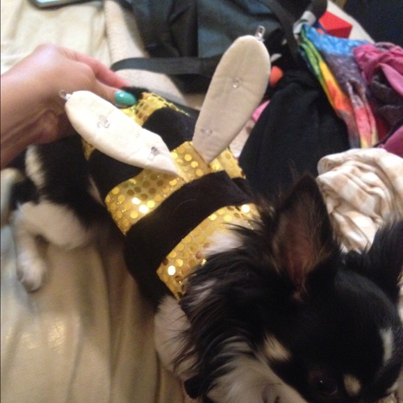 Bee dog costume !!!!💕💕💕👻👻👍👍👍👍