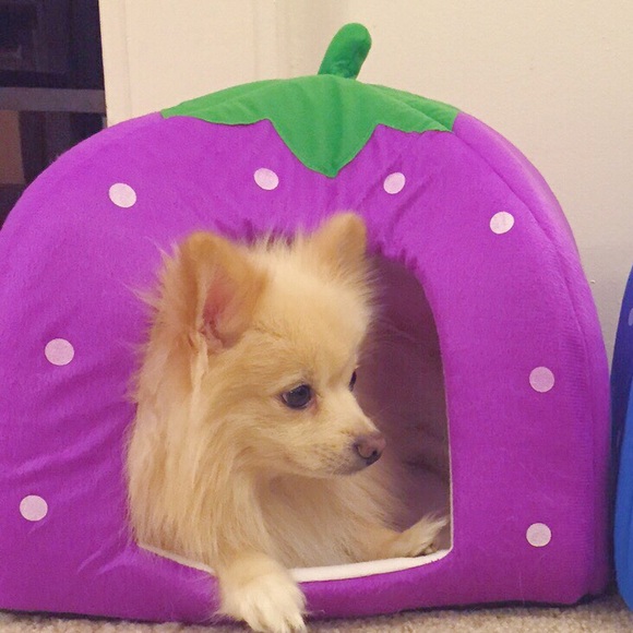 Brand new Pet bed, house, strawberry, dog, cat