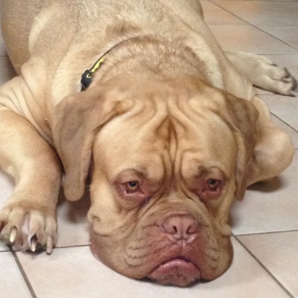 Bentley - Picture 2 of 4