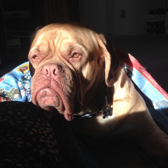 Bentley - Picture 3 of 4