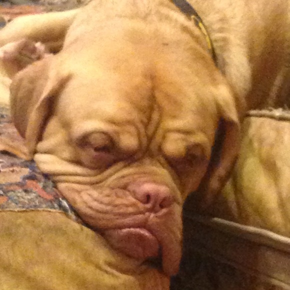 Bentley - Picture 4 of 4