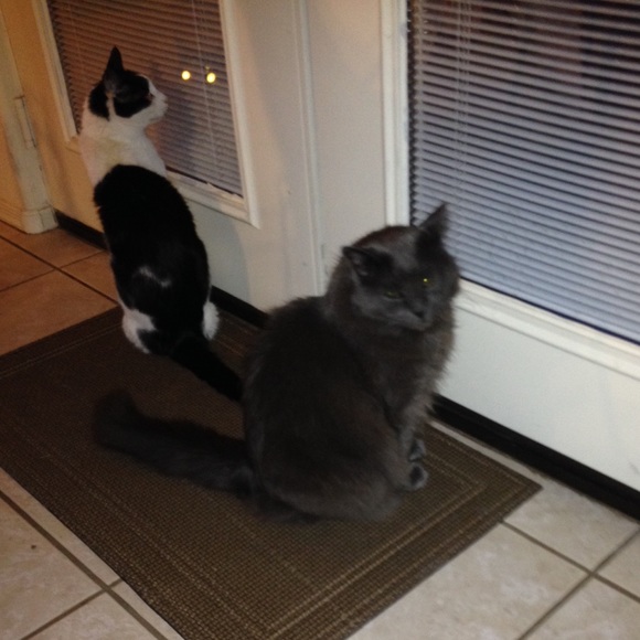 💖💕😸😺 IT'S A CATS LIFE😸😺💖💕 (Not For Sale) - Picture 2 of 4