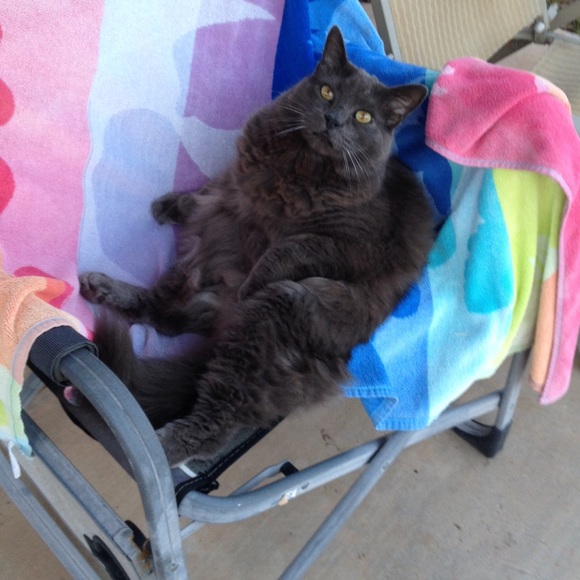 💖💕😸😺 IT'S A CATS LIFE😸😺💖💕 (Not For Sale) - Picture 3 of 4