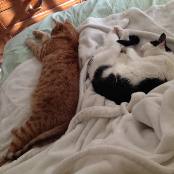 💖💕😸😺 IT'S A CATS LIFE😸😺💖💕 (Not For Sale) - Picture 4 of 4