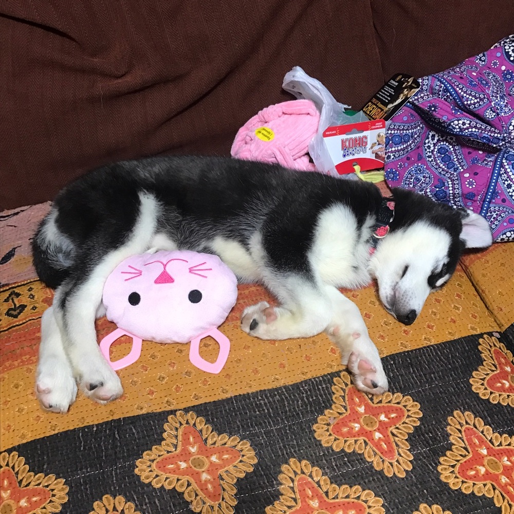 I FINALLY GOT MY PUPPY!!! - Picture 6 of 8