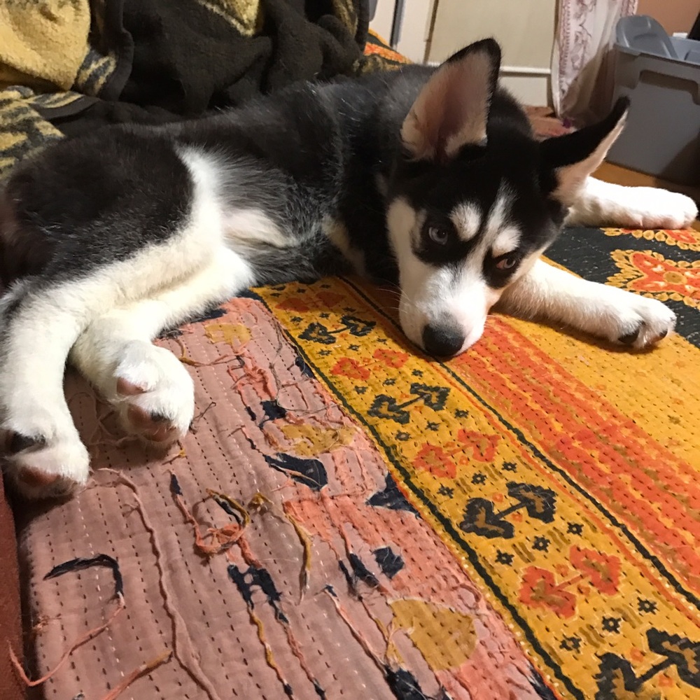 I FINALLY GOT MY PUPPY!!! - Picture 8 of 8