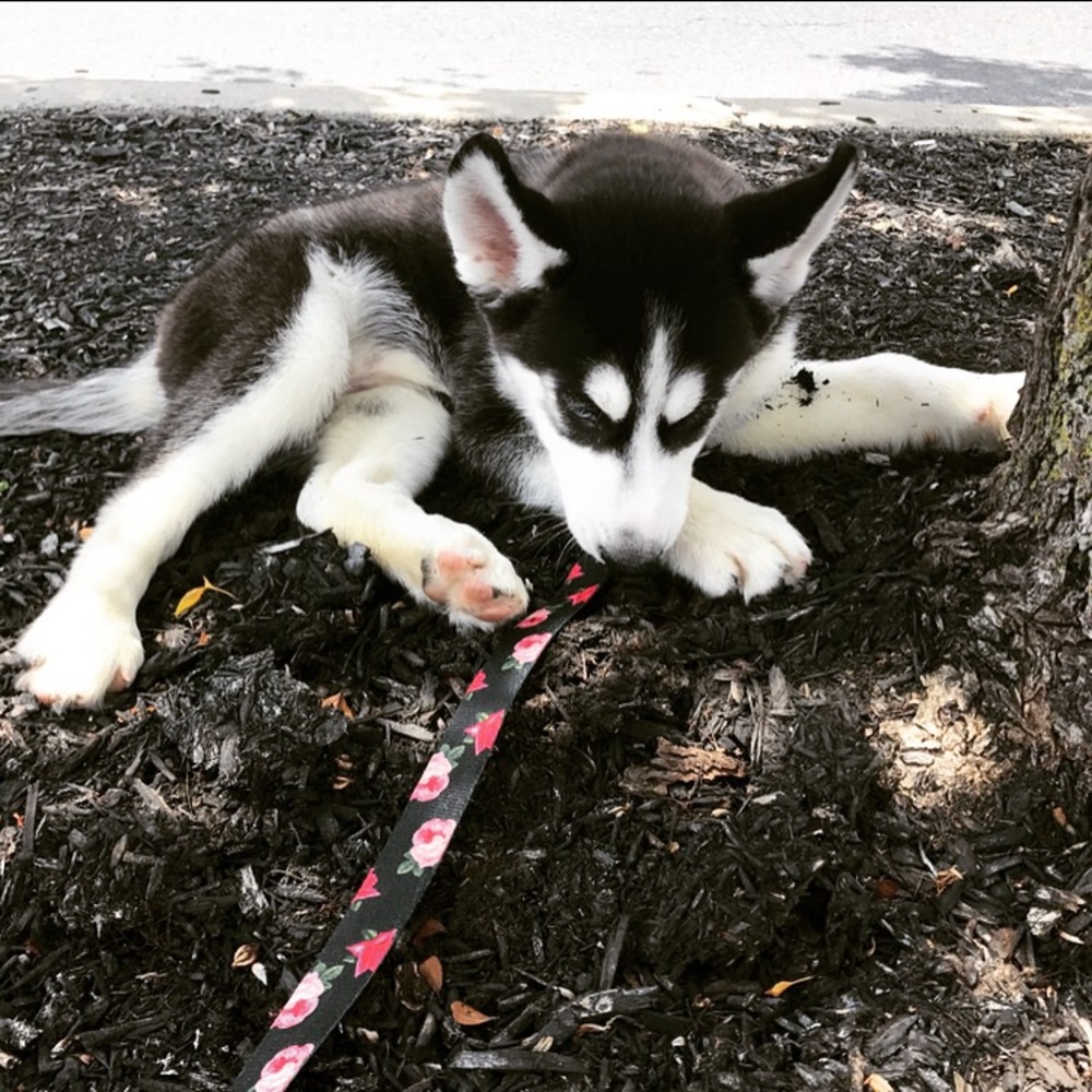 I FINALLY GOT MY PUPPY!!! - Picture 5 of 8