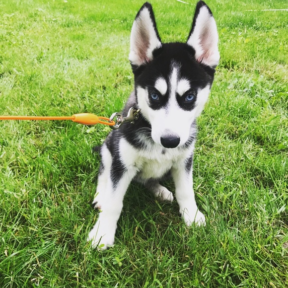 I FINALLY GOT MY PUPPY!!! - Picture 3 of 8