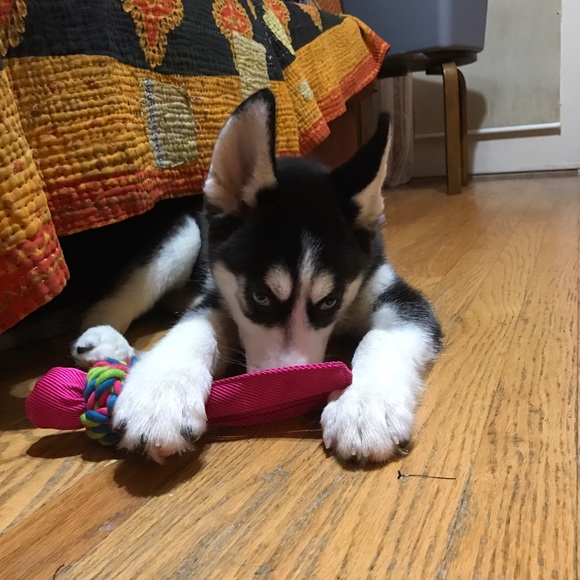 I FINALLY GOT MY PUPPY!!! - Picture 7 of 8