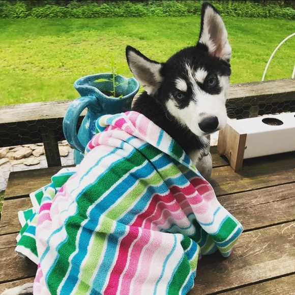 I FINALLY GOT MY PUPPY!!! - Picture 2 of 8