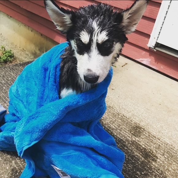 I FINALLY GOT MY PUPPY!!! - Picture 4 of 8