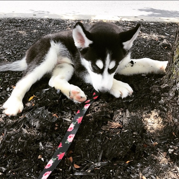 I FINALLY GOT MY PUPPY!!! - Picture 5 of 8