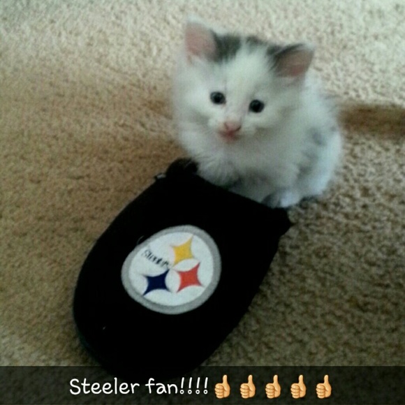 Meet my new kitten!!! She is not for sale