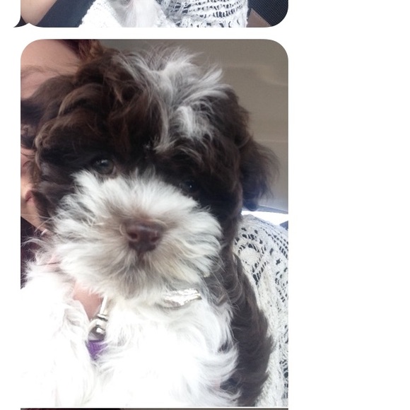 Hershey our new Havanese