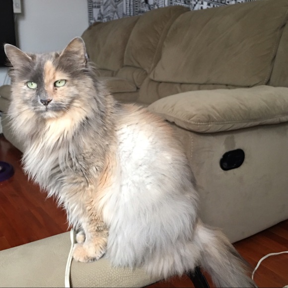 My Baby NOT FOR SALE - Picture 8 of 8