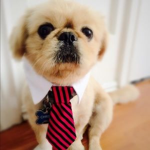 Tie for small size dog