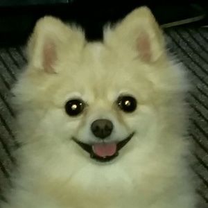 Brown and black boots