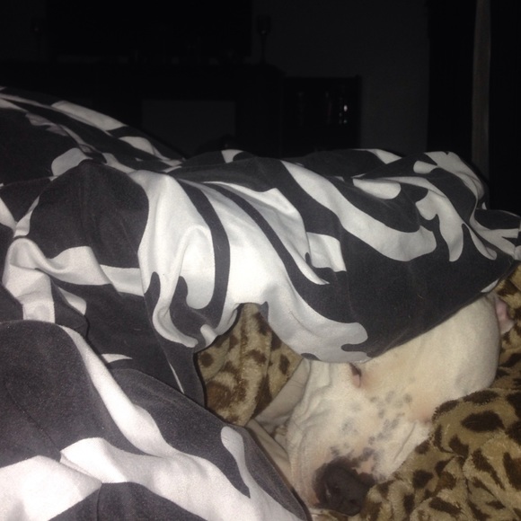 😂how she keeps warm🐶😴