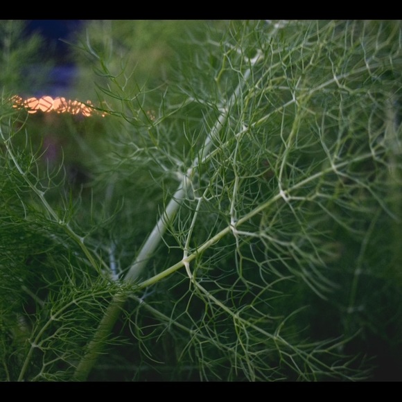 Special Request for baconwasted