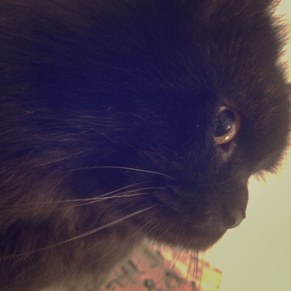 My cat