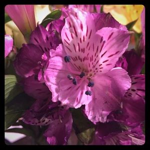 Special listing for Whit🌟😎