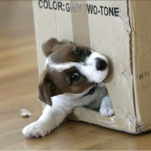 Bundle for paintbrushbangs