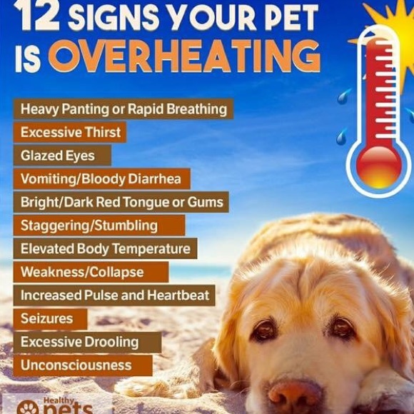 Please don't leave animals and hot cars - Picture 3 of 8