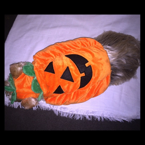 Small Pumpkin Dog Costume