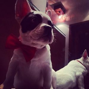 Just want to show my dog