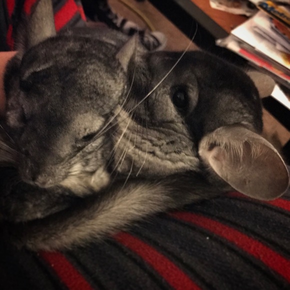 Out Of The Ashes I Rise With My Red Hair.. - Picture 3 of 4