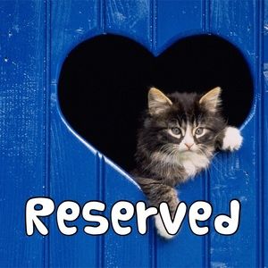 Reserved bundle for @ashleespinner