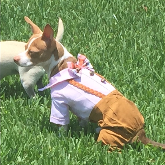New! Dog suit