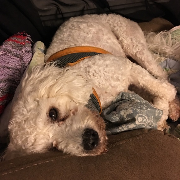 Meet Molly❤️ - Picture 4 of 16