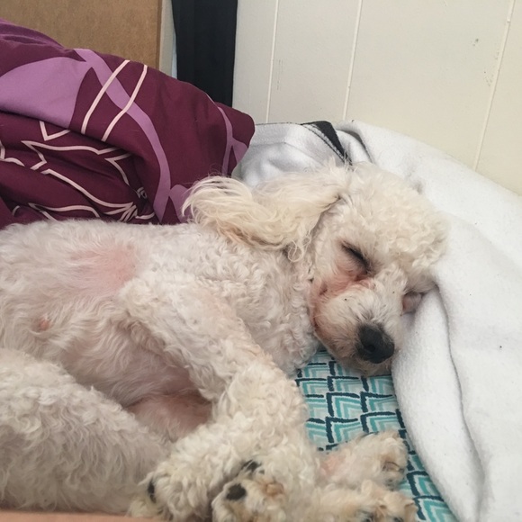 Meet Molly❤️ - Picture 8 of 16