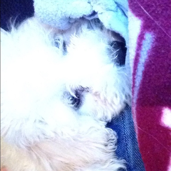 Meet Molly❤️ - Picture 9 of 16