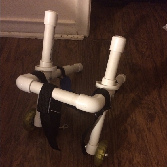 Walking wheels for a disable dog.