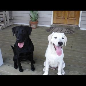 Pink laptop computer