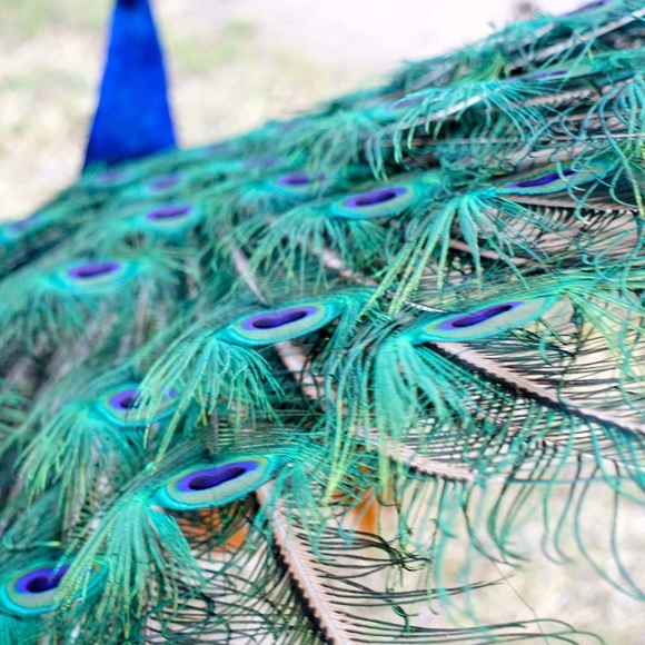 Sharing these stunning birds with you! - Picture 2 of 4