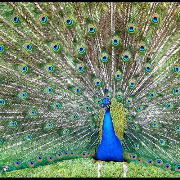 Sharing these stunning birds with you! - Picture 3 of 4