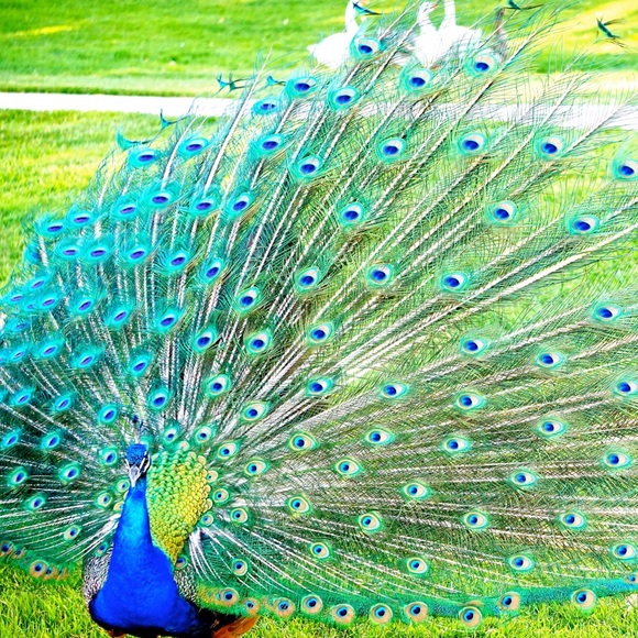 Sharing these stunning birds with you! - Picture 4 of 4