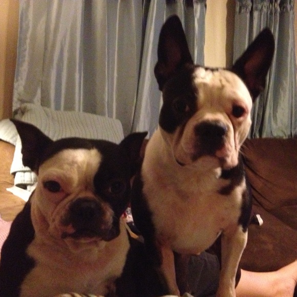 Meet miss dolly &mr odie bugs