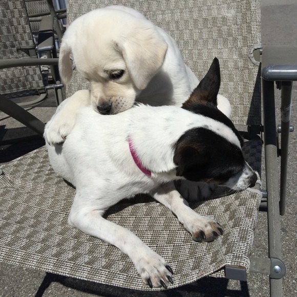 ❤️MY TWO LOVING PUPPIES❤️