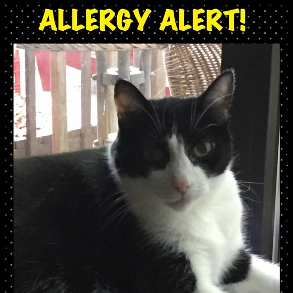 Smoke free home but if you're allergic to cats... - Picture 1 of 8