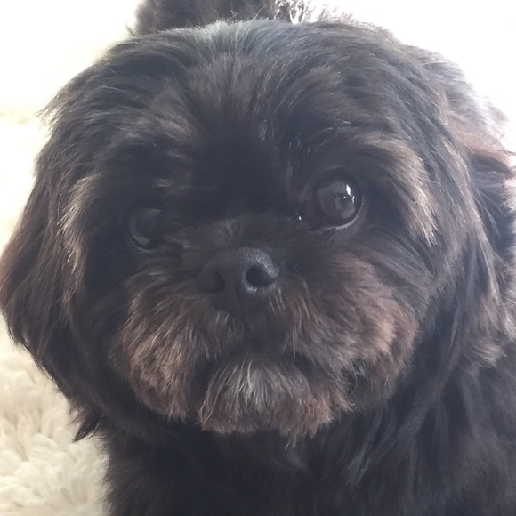 🐶 - Picture 2 of 3