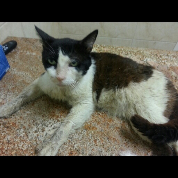 I Posh For Kitty Wellness/Food/Care!  😻