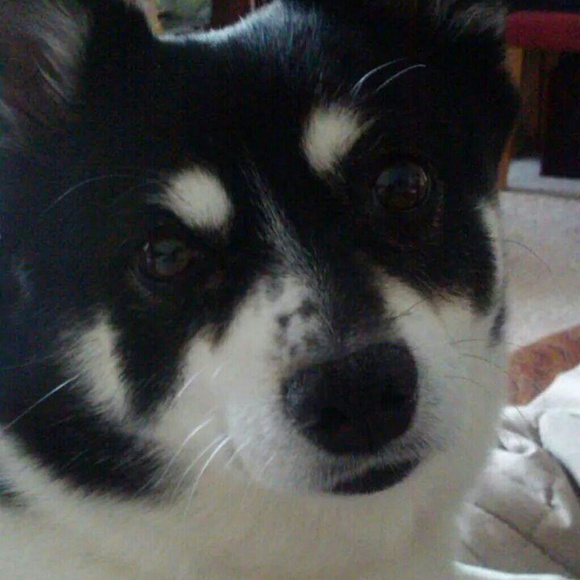 Meet Your Posh Ambassador! ❤ - Picture 3 of 4